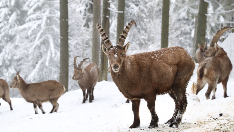 Tiere beim Advent im Naturpark Hohe Wand