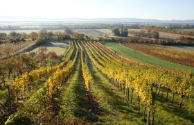 Weinberge in Bad Fischau Brunn, © Copyright Marktgemeinde Bad Fischau-Brunn_Fotograf Lukas Dostal