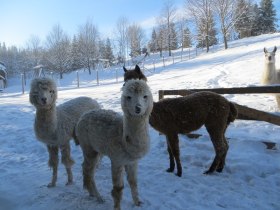 Winterwanderung Hohe Wand, © ©Naturpark Hohe Wand