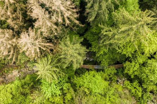 Vogelperspektive des Wasserweges Johannesbachklamm, viele grüne Bäume 