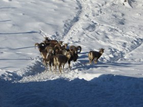 Mufflon, © Wiener Alpen in Niederösterreich - Schneeberg Hohe Wand