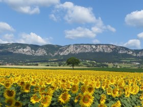 Panorama Hohe Wand (Copyright: Naturpark Hohe Wand ), © Wiener Alpen in Niederösterreich