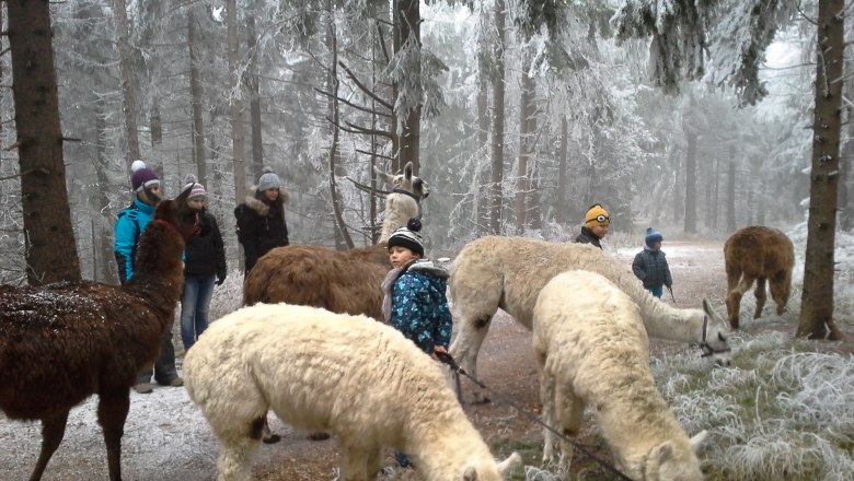 Naturpark Hohe Wand Kinderadvent Alpakas