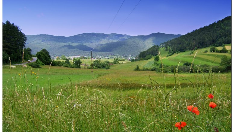 Ochsenheide, © Gemeinde Waidmannsfeld